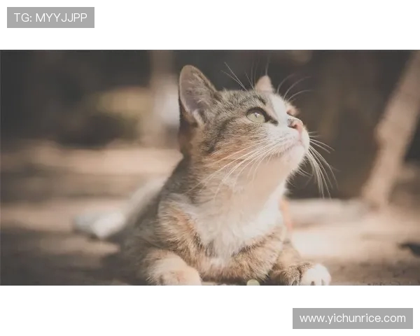 濂囪抗濂冲鏉庢槑钑婂帇杩紡杩涙敾妯壂鎿傚彴锛岃皝鑳介樆鎸¤繖鑲¢挗閾佹椽娴侊紵